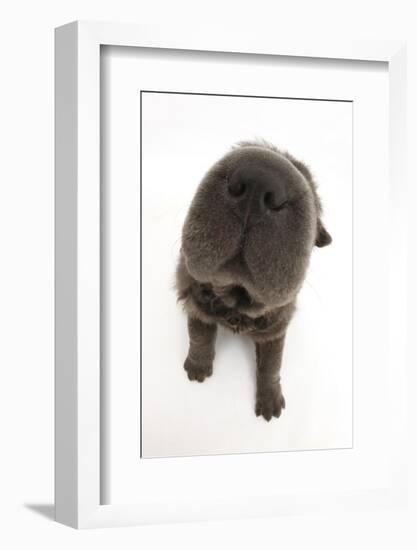 Blue Bearcoat Shar Pei Puppy Nose, 13 Weeks-Mark Taylor-Framed Photographic Print