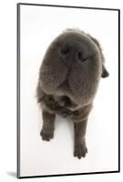 Blue Bearcoat Shar Pei Puppy Nose, 13 Weeks-Mark Taylor-Mounted Photographic Print