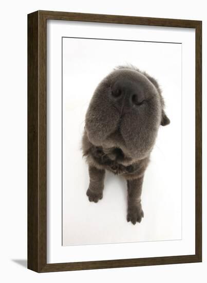 Blue Bearcoat Shar Pei Puppy Nose, 13 Weeks-Mark Taylor-Framed Photographic Print