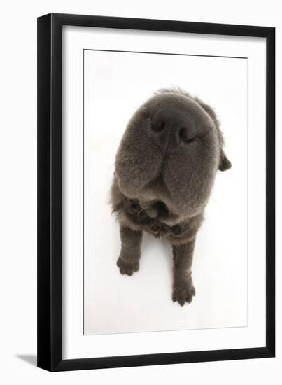 Blue Bearcoat Shar Pei Puppy Nose, 13 Weeks-Mark Taylor-Framed Photographic Print