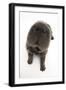 Blue Bearcoat Shar Pei Puppy Nose, 13 Weeks-Mark Taylor-Framed Photographic Print