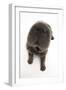 Blue Bearcoat Shar Pei Puppy Nose, 13 Weeks-Mark Taylor-Framed Photographic Print