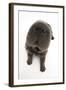 Blue Bearcoat Shar Pei Puppy Nose, 13 Weeks-Mark Taylor-Framed Photographic Print