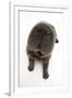 Blue Bearcoat Shar Pei Puppy Nose, 13 Weeks-Mark Taylor-Framed Photographic Print