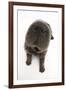 Blue Bearcoat Shar Pei Puppy Nose, 13 Weeks-Mark Taylor-Framed Photographic Print