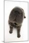 Blue Bearcoat Shar Pei Puppy Nose, 13 Weeks-Mark Taylor-Mounted Photographic Print
