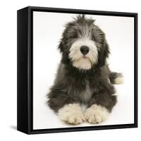 Blue Bearded Collie Pup, Misty, 3 Months, Lying Down-Mark Taylor-Framed Stretched Canvas