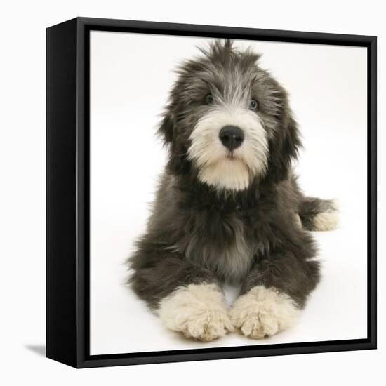 Blue Bearded Collie Pup, Misty, 3 Months, Lying Down-Mark Taylor-Framed Stretched Canvas