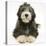 Blue Bearded Collie Pup, Misty, 3 Months, Lying Down-Mark Taylor-Stretched Canvas