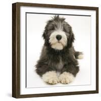 Blue Bearded Collie Pup, Misty, 3 Months, Lying Down-Mark Taylor-Framed Photographic Print