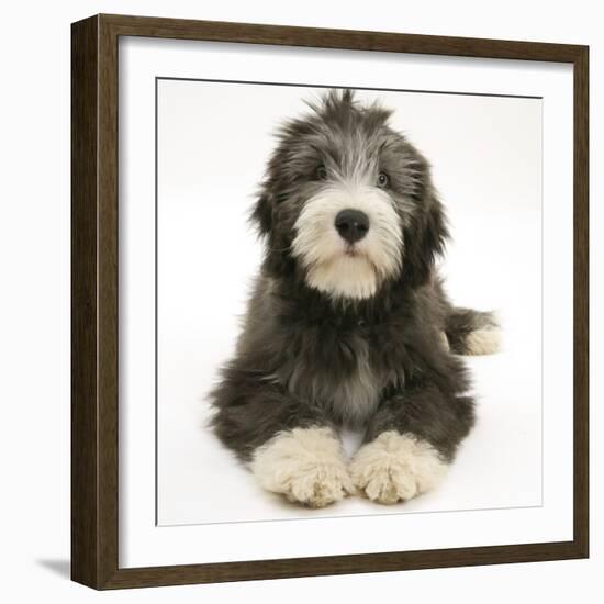 Blue Bearded Collie Pup, Misty, 3 Months, Lying Down-Mark Taylor-Framed Photographic Print