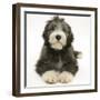 Blue Bearded Collie Pup, Misty, 3 Months, Lying Down-Mark Taylor-Framed Photographic Print