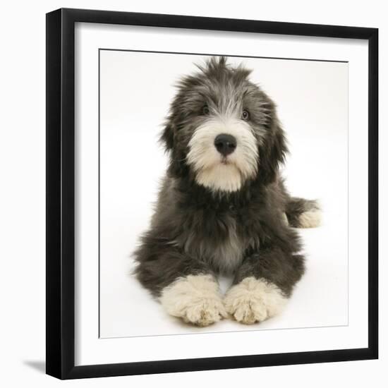 Blue Bearded Collie Pup, Misty, 3 Months, Lying Down-Mark Taylor-Framed Photographic Print