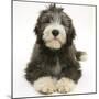 Blue Bearded Collie Pup, Misty, 3 Months, Lying Down-Mark Taylor-Mounted Photographic Print