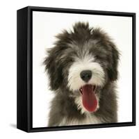 Blue Bearded Collie Pup, Misty, 3 Months, Panting-Mark Taylor-Framed Stretched Canvas