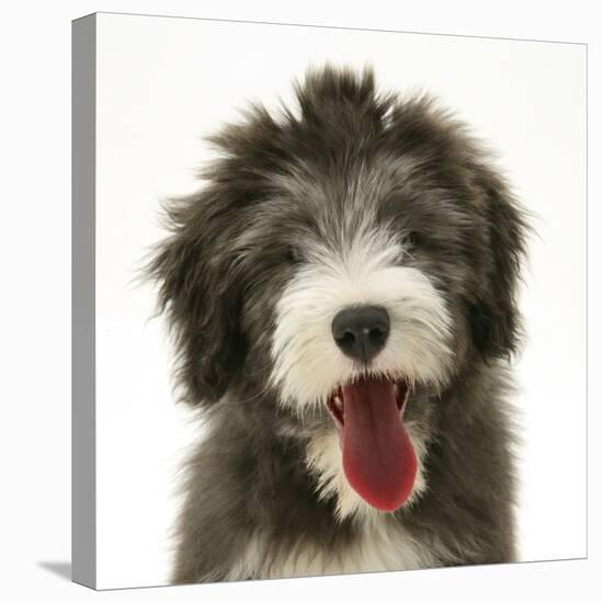 Blue Bearded Collie Pup, Misty, 3 Months, Panting-Mark Taylor-Stretched Canvas