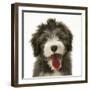 Blue Bearded Collie Pup, Misty, 3 Months, Panting-Mark Taylor-Framed Photographic Print