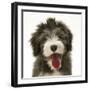 Blue Bearded Collie Pup, Misty, 3 Months, Panting-Mark Taylor-Framed Photographic Print