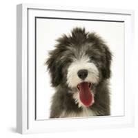 Blue Bearded Collie Pup, Misty, 3 Months, Panting-Mark Taylor-Framed Photographic Print