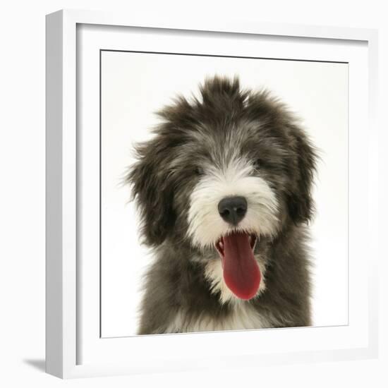 Blue Bearded Collie Pup, Misty, 3 Months, Panting-Mark Taylor-Framed Photographic Print