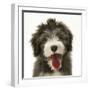 Blue Bearded Collie Pup, Misty, 3 Months, Panting-Mark Taylor-Framed Photographic Print