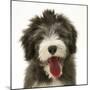 Blue Bearded Collie Pup, Misty, 3 Months, Panting-Mark Taylor-Mounted Photographic Print