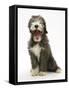 Blue Bearded Collie Puppy, 3 Months, Yawning-Mark Taylor-Framed Stretched Canvas