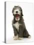 Blue Bearded Collie Puppy, 3 Months, Yawning-Mark Taylor-Stretched Canvas