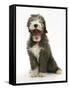 Blue Bearded Collie Puppy, 3 Months, Yawning-Mark Taylor-Framed Stretched Canvas