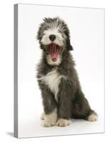 Blue Bearded Collie Puppy, 3 Months, Yawning-Mark Taylor-Stretched Canvas