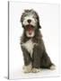 Blue Bearded Collie Puppy, 3 Months, Yawning-Mark Taylor-Stretched Canvas