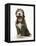 Blue Bearded Collie Puppy, 3 Months, Yawning-Mark Taylor-Framed Stretched Canvas