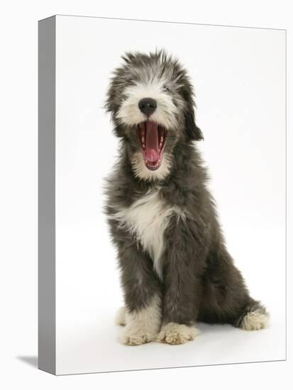 Blue Bearded Collie Puppy, 3 Months, Yawning-Mark Taylor-Stretched Canvas