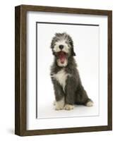 Blue Bearded Collie Puppy, 3 Months, Yawning-Mark Taylor-Framed Photographic Print