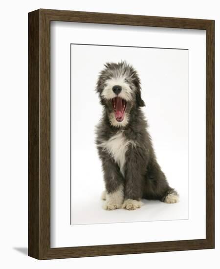 Blue Bearded Collie Puppy, 3 Months, Yawning-Mark Taylor-Framed Photographic Print