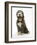 Blue Bearded Collie Puppy, 3 Months, Yawning-Mark Taylor-Framed Photographic Print