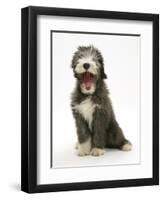 Blue Bearded Collie Puppy, 3 Months, Yawning-Mark Taylor-Framed Photographic Print