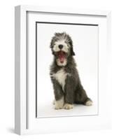 Blue Bearded Collie Puppy, 3 Months, Yawning-Mark Taylor-Framed Photographic Print