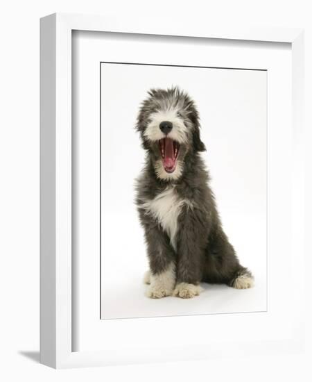 Blue Bearded Collie Puppy, 3 Months, Yawning-Mark Taylor-Framed Photographic Print