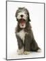 Blue Bearded Collie Puppy, 3 Months, Yawning-Mark Taylor-Mounted Photographic Print