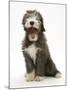 Blue Bearded Collie Puppy, 3 Months, Yawning-Mark Taylor-Mounted Photographic Print