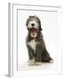 Blue Bearded Collie Puppy, 3 Months, Yawning-Mark Taylor-Framed Photographic Print