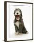 Blue Bearded Collie Puppy, 3 Months, Yawning-Mark Taylor-Framed Photographic Print