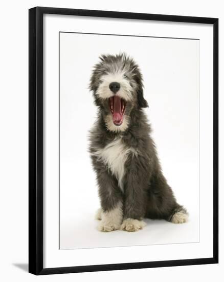 Blue Bearded Collie Puppy, 3 Months, Yawning-Mark Taylor-Framed Photographic Print