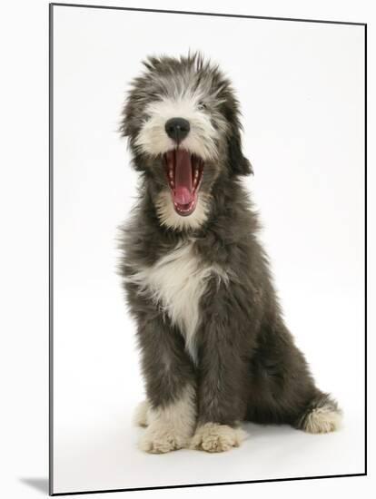 Blue Bearded Collie Puppy, 3 Months, Yawning-Mark Taylor-Mounted Photographic Print