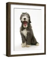 Blue Bearded Collie Puppy, 3 Months, Yawning-Mark Taylor-Framed Photographic Print