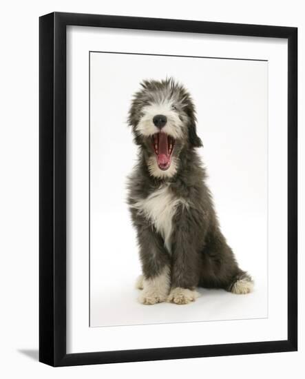 Blue Bearded Collie Puppy, 3 Months, Yawning-Mark Taylor-Framed Photographic Print