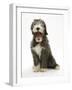 Blue Bearded Collie Puppy, 3 Months, Yawning-Mark Taylor-Framed Photographic Print