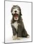 Blue Bearded Collie Puppy, 3 Months, Yawning-Mark Taylor-Mounted Photographic Print