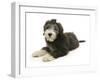 Blue Bearded Collie Puppy, Misty, 3 Months, Lying Down-Mark Taylor-Framed Photographic Print